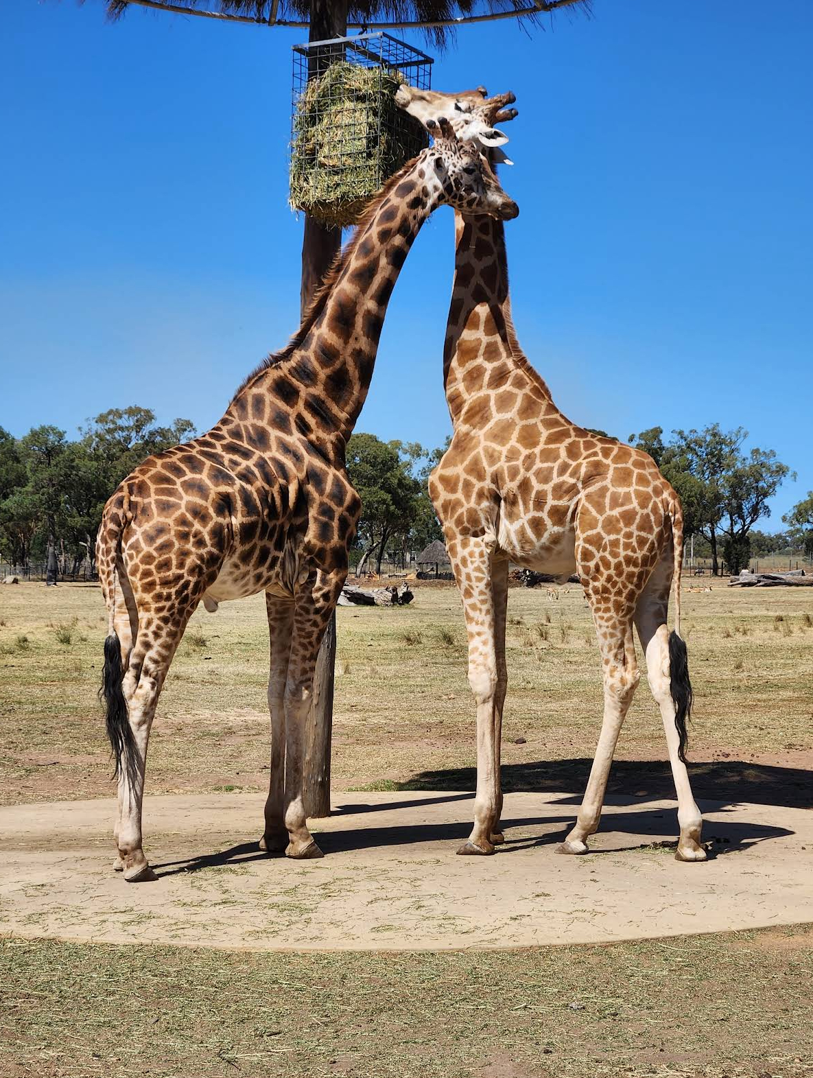 The Bottom Line on the Zoo