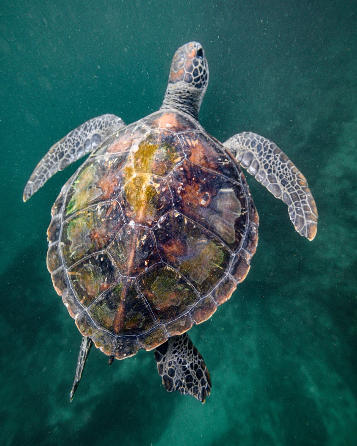 The Bottom Line on Diving Byron Bay