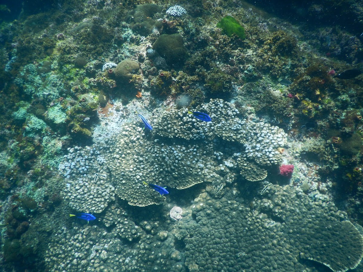 The Nursery — the beginner and snorkel site