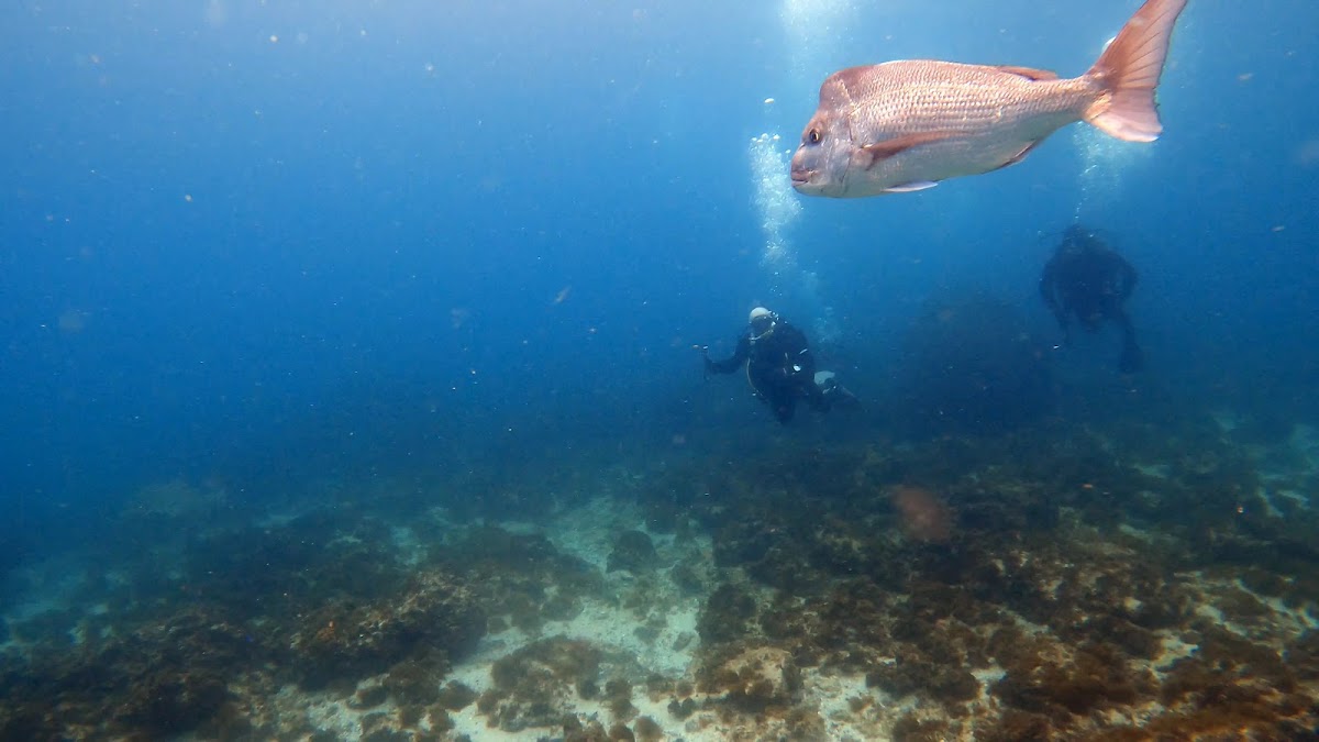 Grey nurse sharks at the Rocks