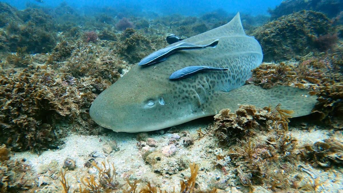Leopard sharks, manta rays & the deep sites