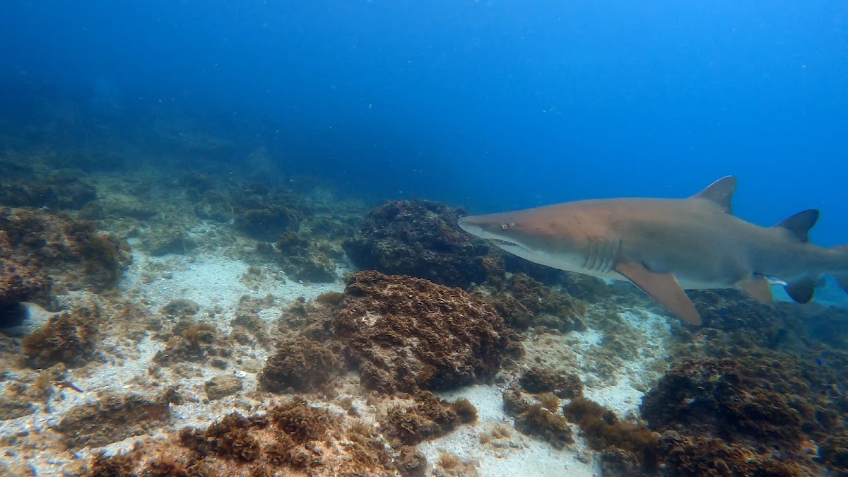 Marine Life and When to See It