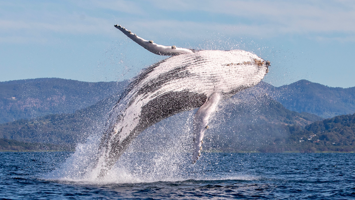 Combine whales with the cape and the bay