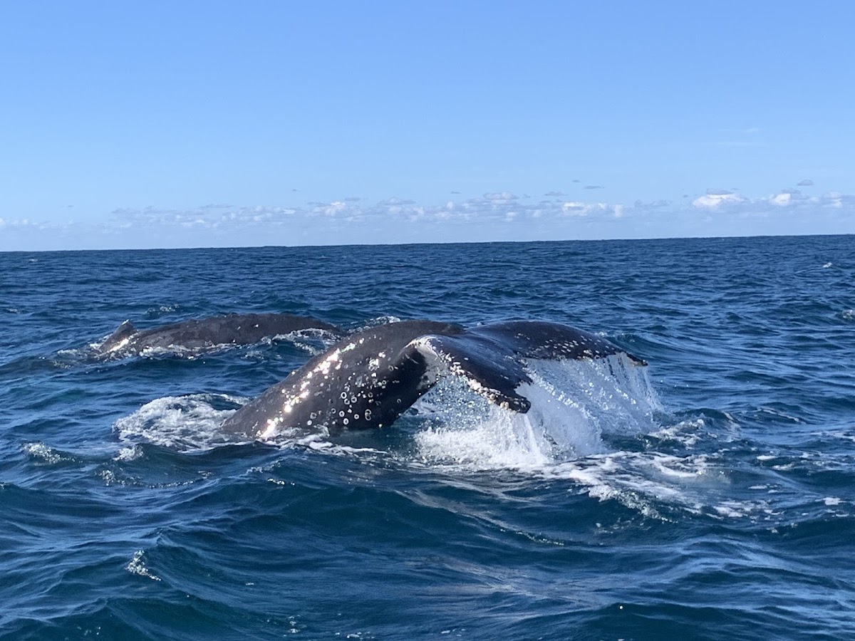 What Whales You’ll See