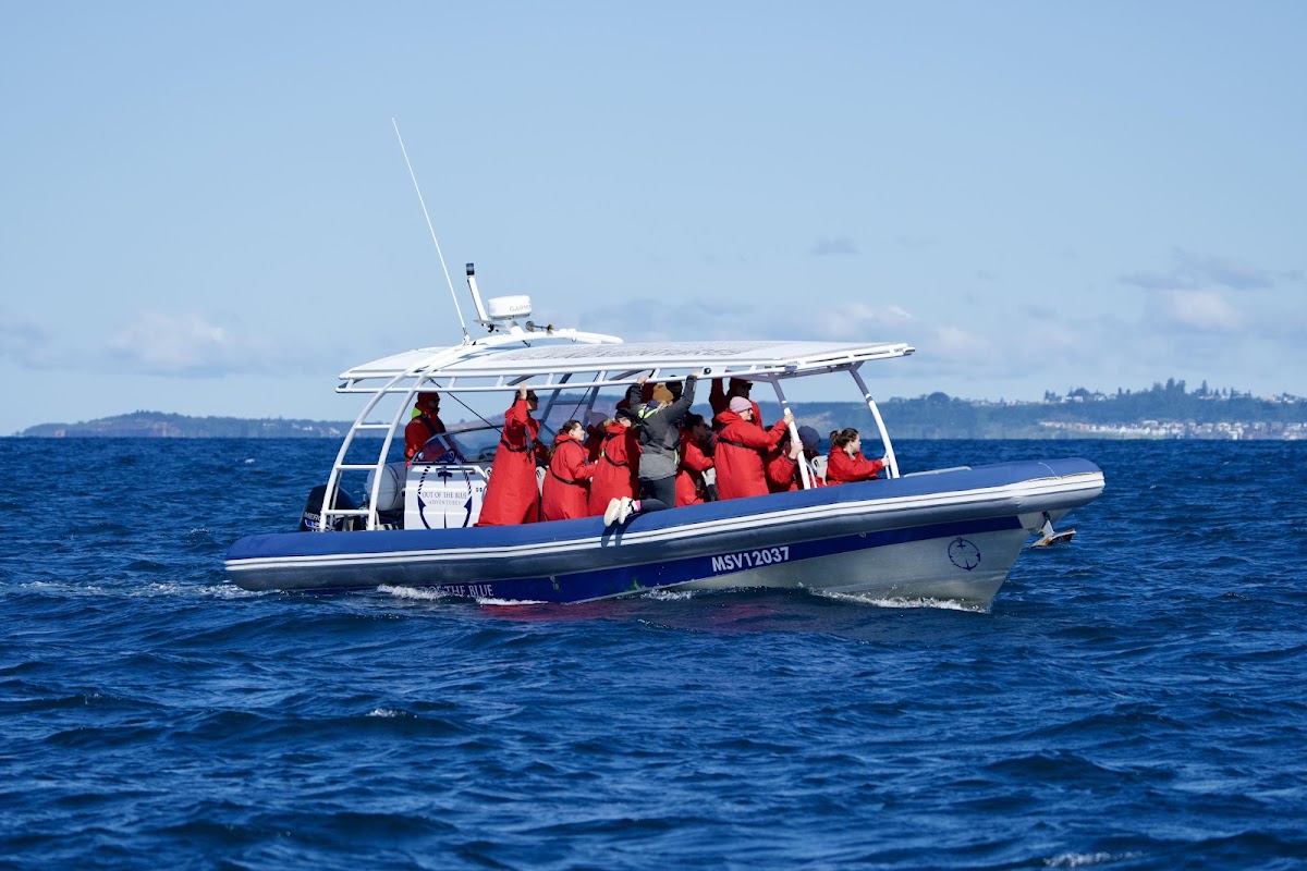 What to Expect on a Byron Bay Whale Watching Tour