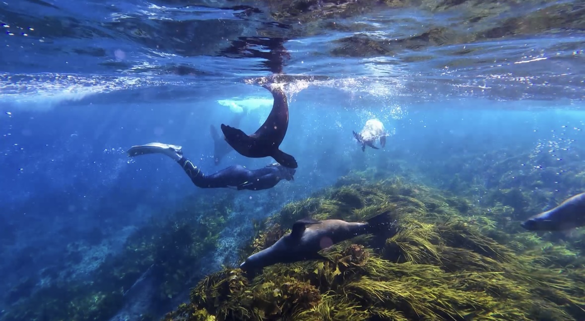 Diving & Snorkelling at Montague Island