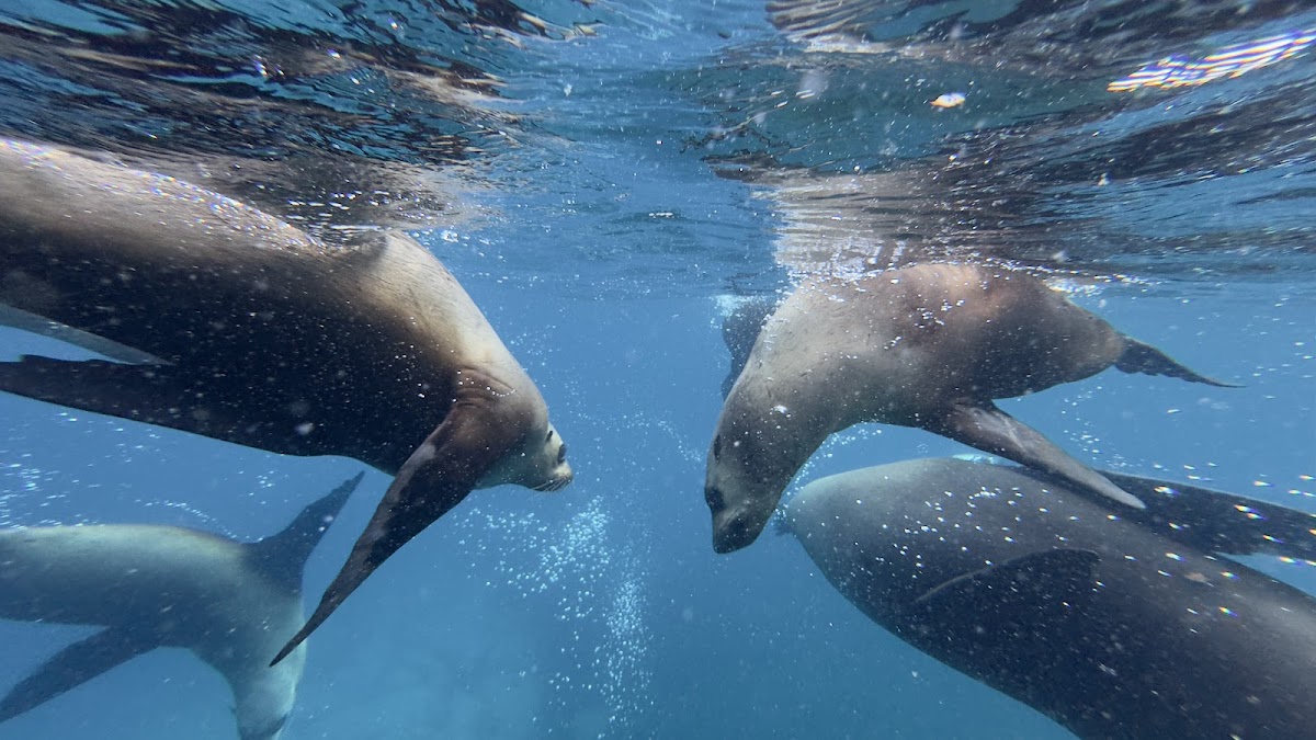 What to Know Before You Dive