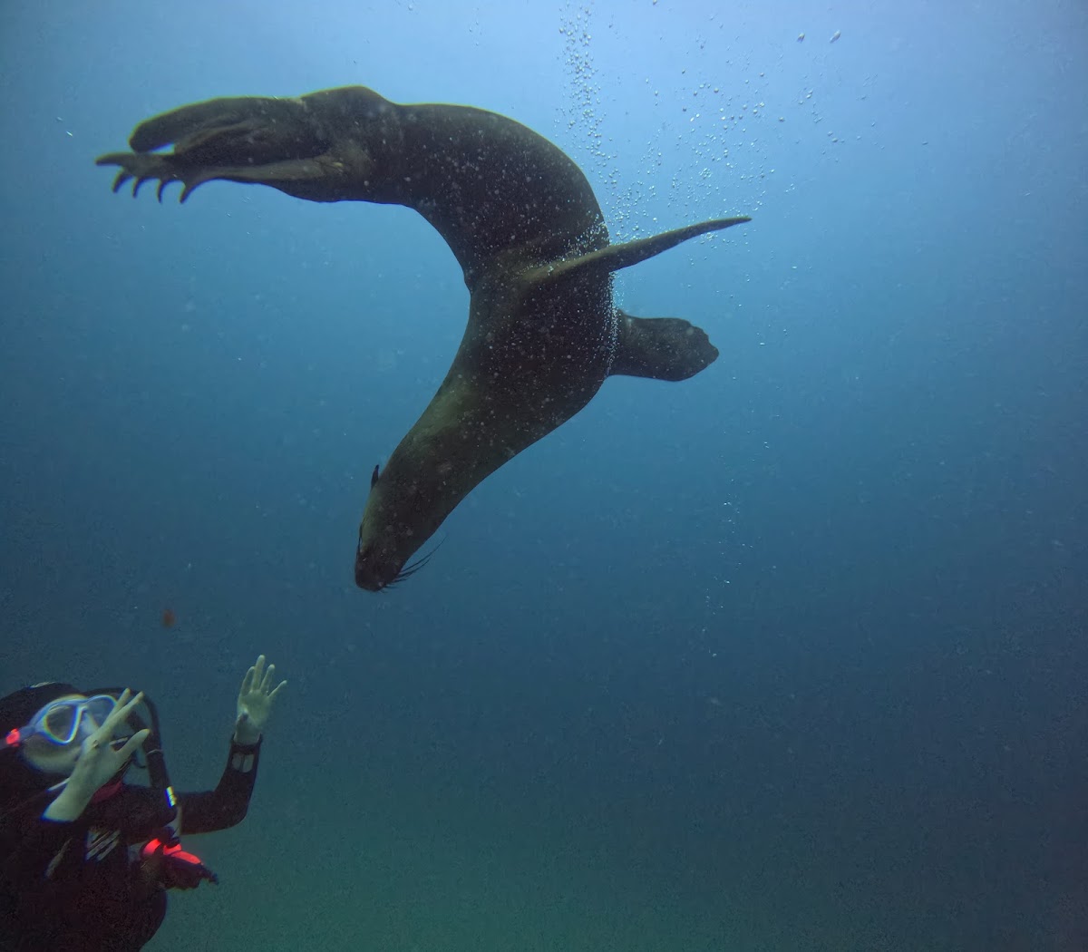 Snorkelling with the seals