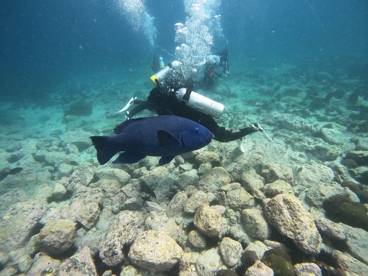 Learning to dive — Underwater Safaris (PADI)