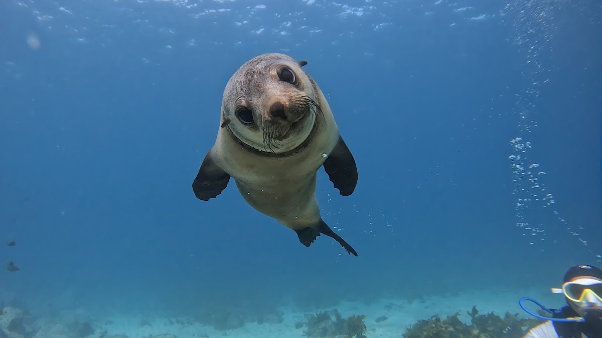 Marine Life and When to See It