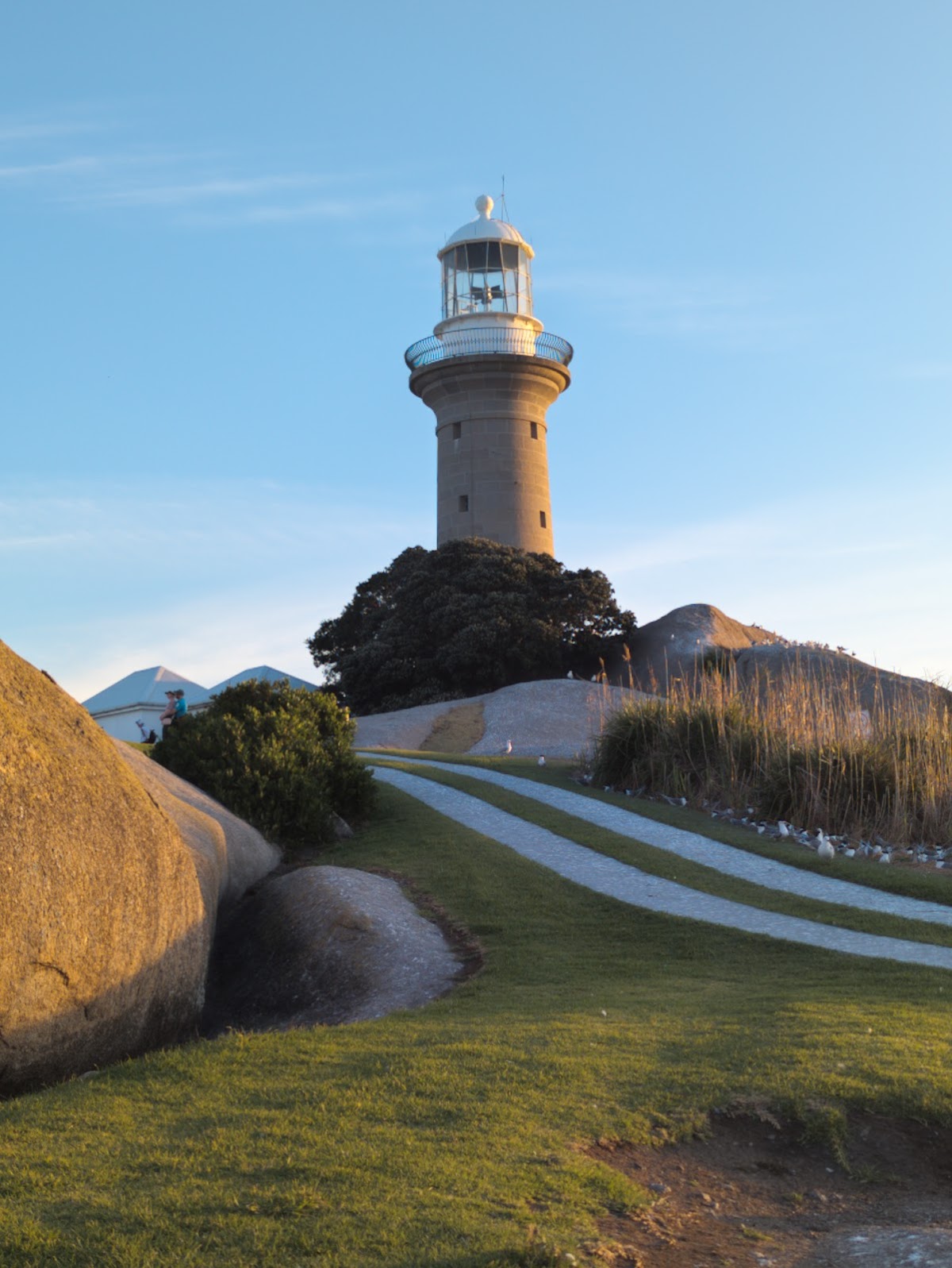 Montague Island penguins & seals