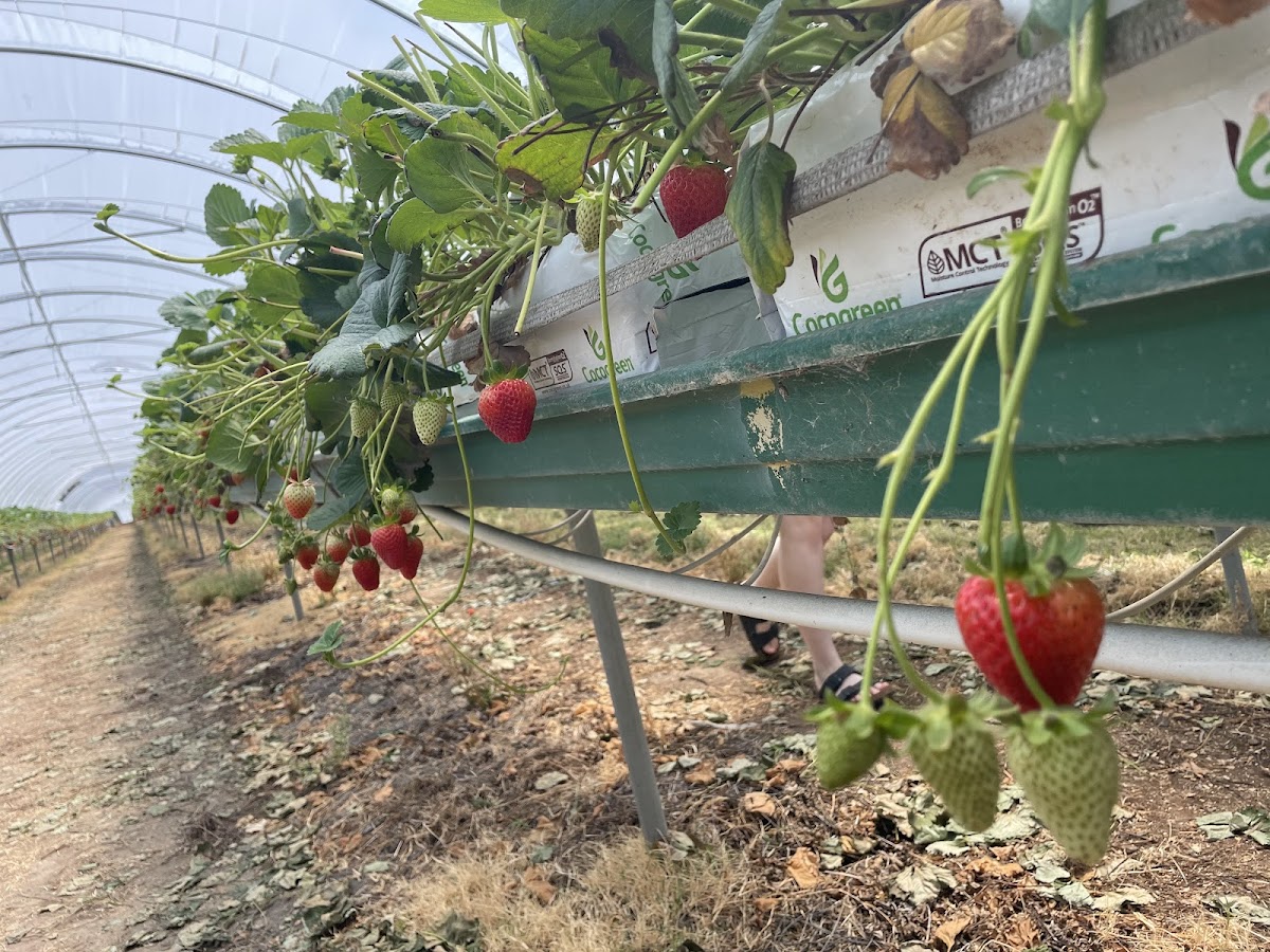 Farmgate fruit picking & honour boxes