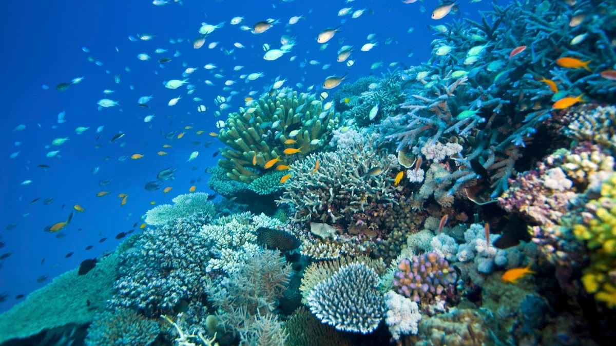 What You’ll See Underwater — and When