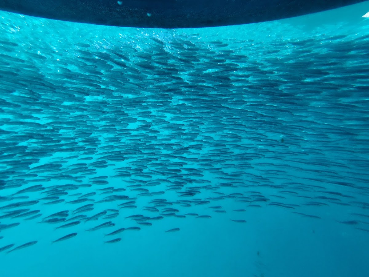 Diving Hardy and Bait Reef