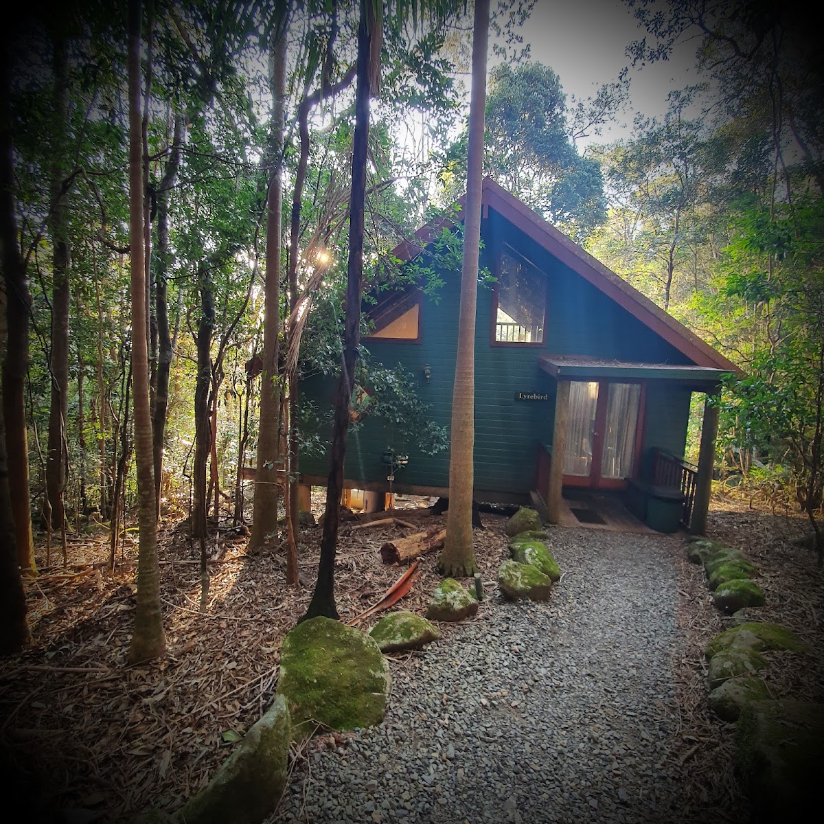 Springbrook: Unleash Your Dog's Inner Explorer (and Yours!)
