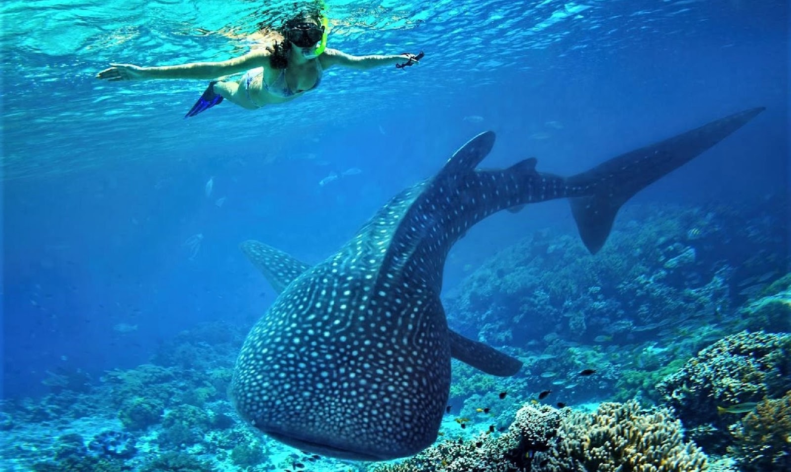 The Bottom Line on Things to Do at Ningaloo