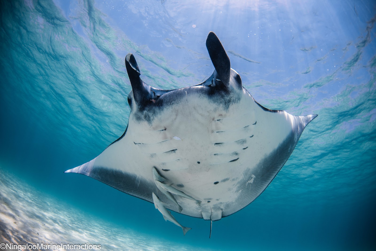 Meet the Manta Rays at Coral Bay