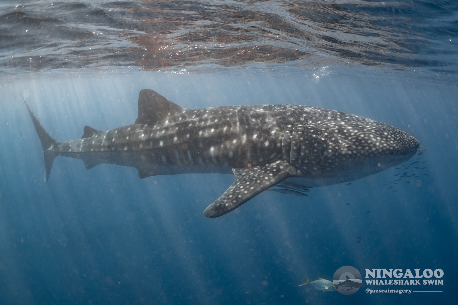 Swim with Humpback Whales