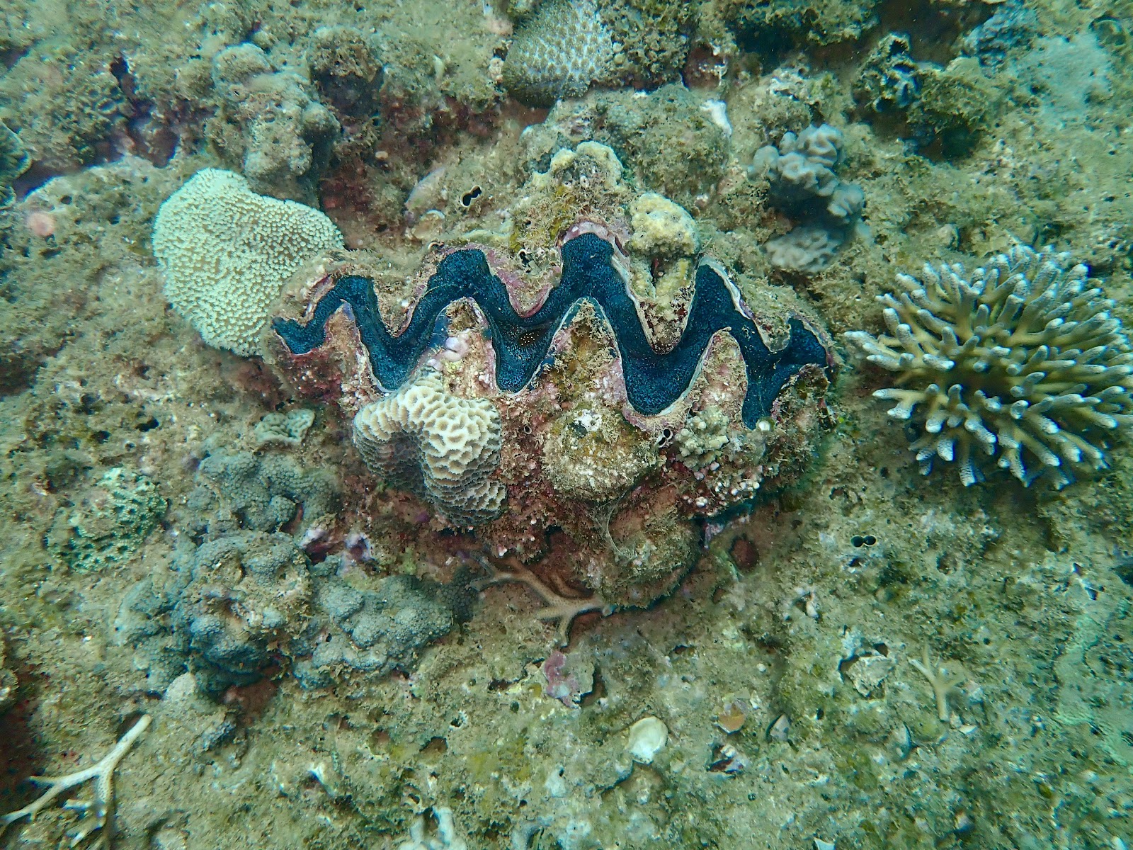What to Know Before You Dive Ningaloo