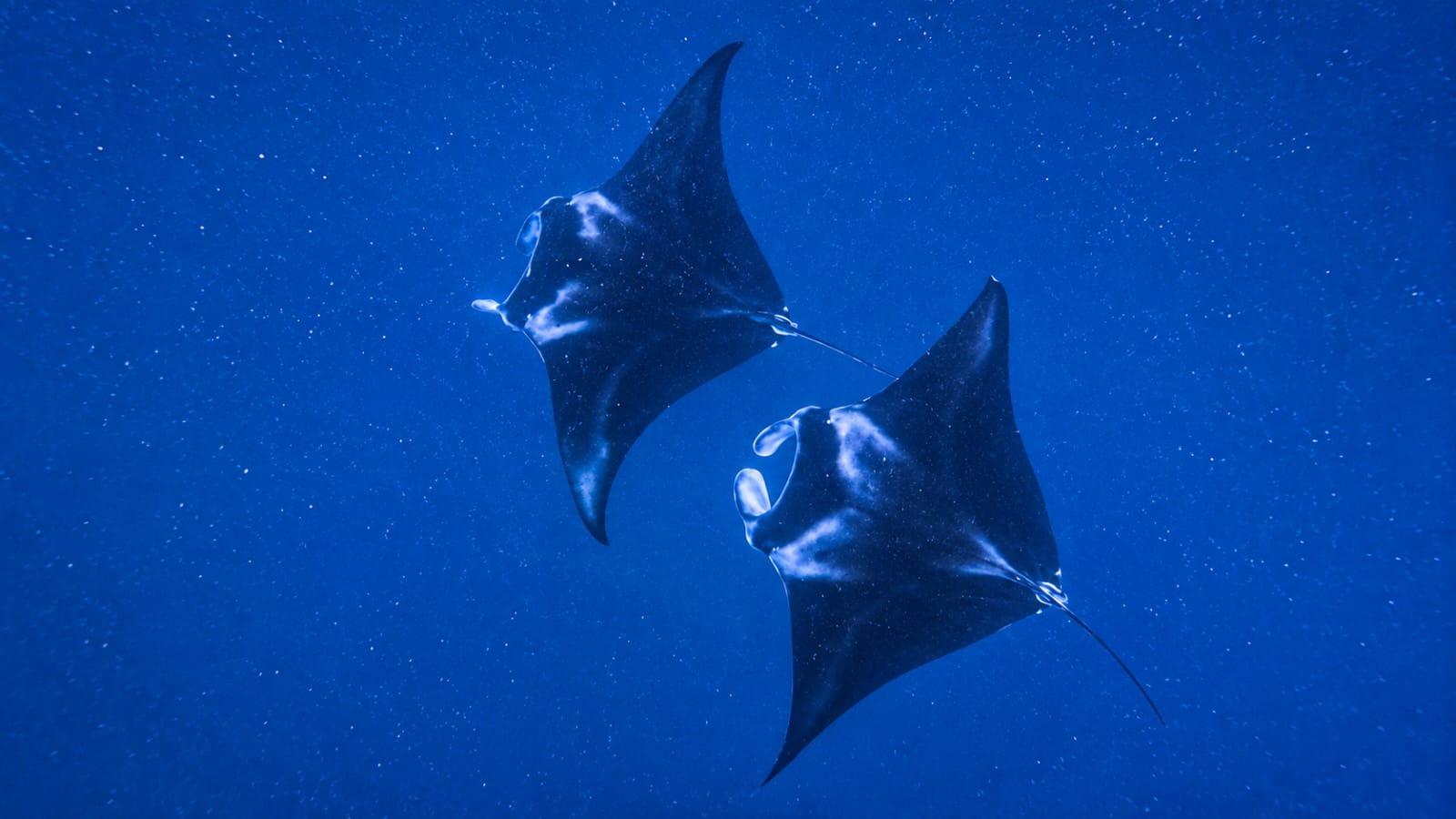 Coral Bay dive sites