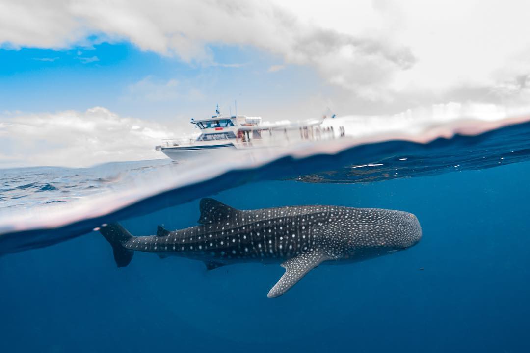The Big Animals — Whale Sharks, Mantas and Humpbacks