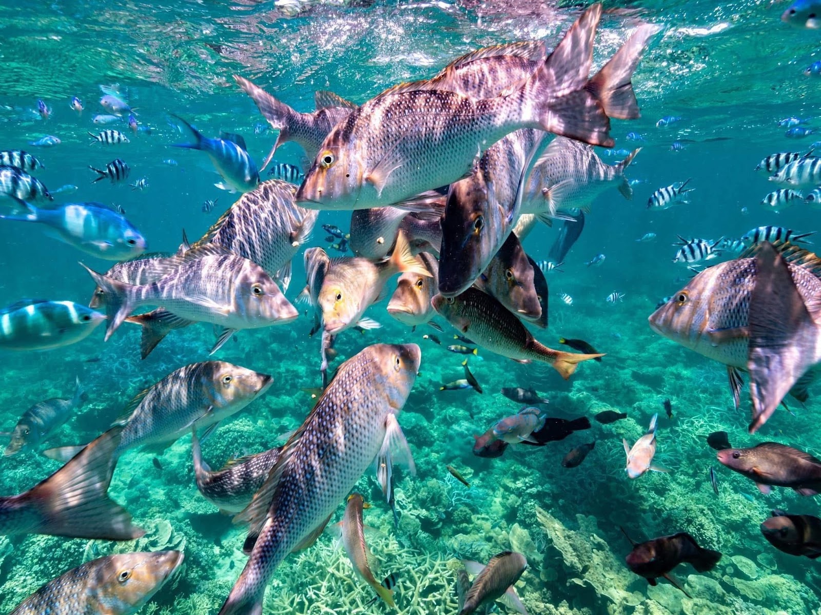 What Makes Ningaloo Quietly, Entirely Romantic