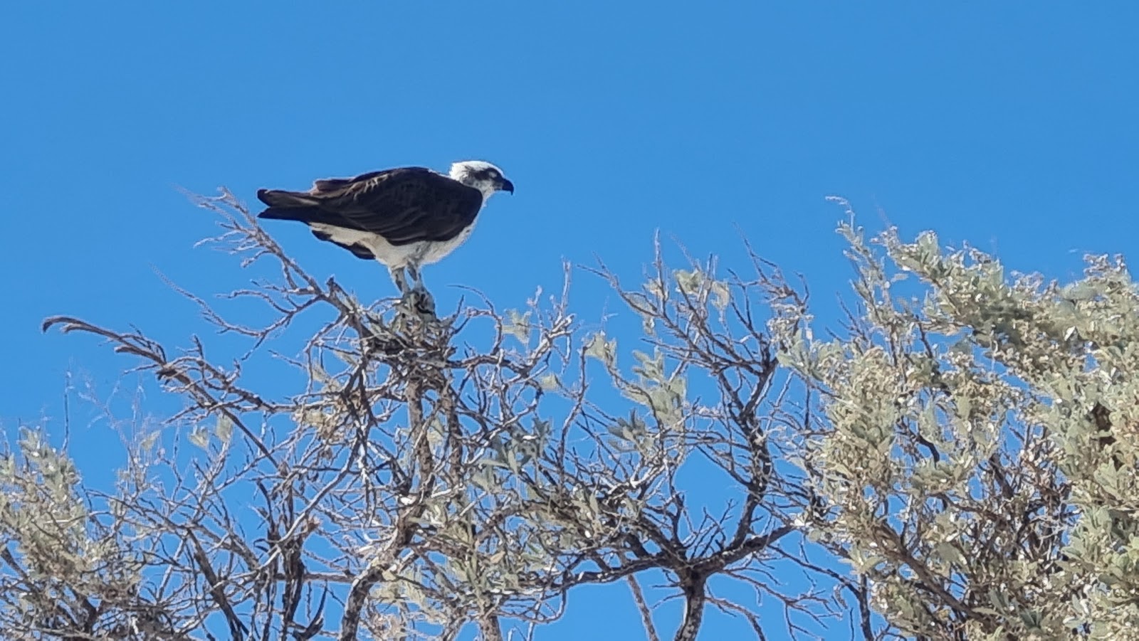 The Bottom Line on Snorkelling Ningaloo