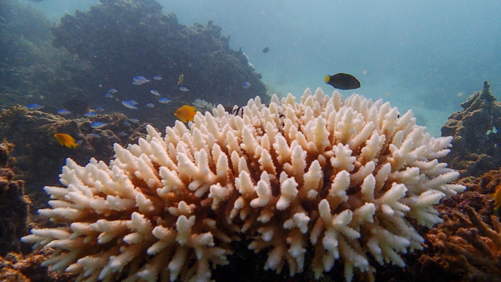 Why Ningaloo's Snorkelling Is in a Different League