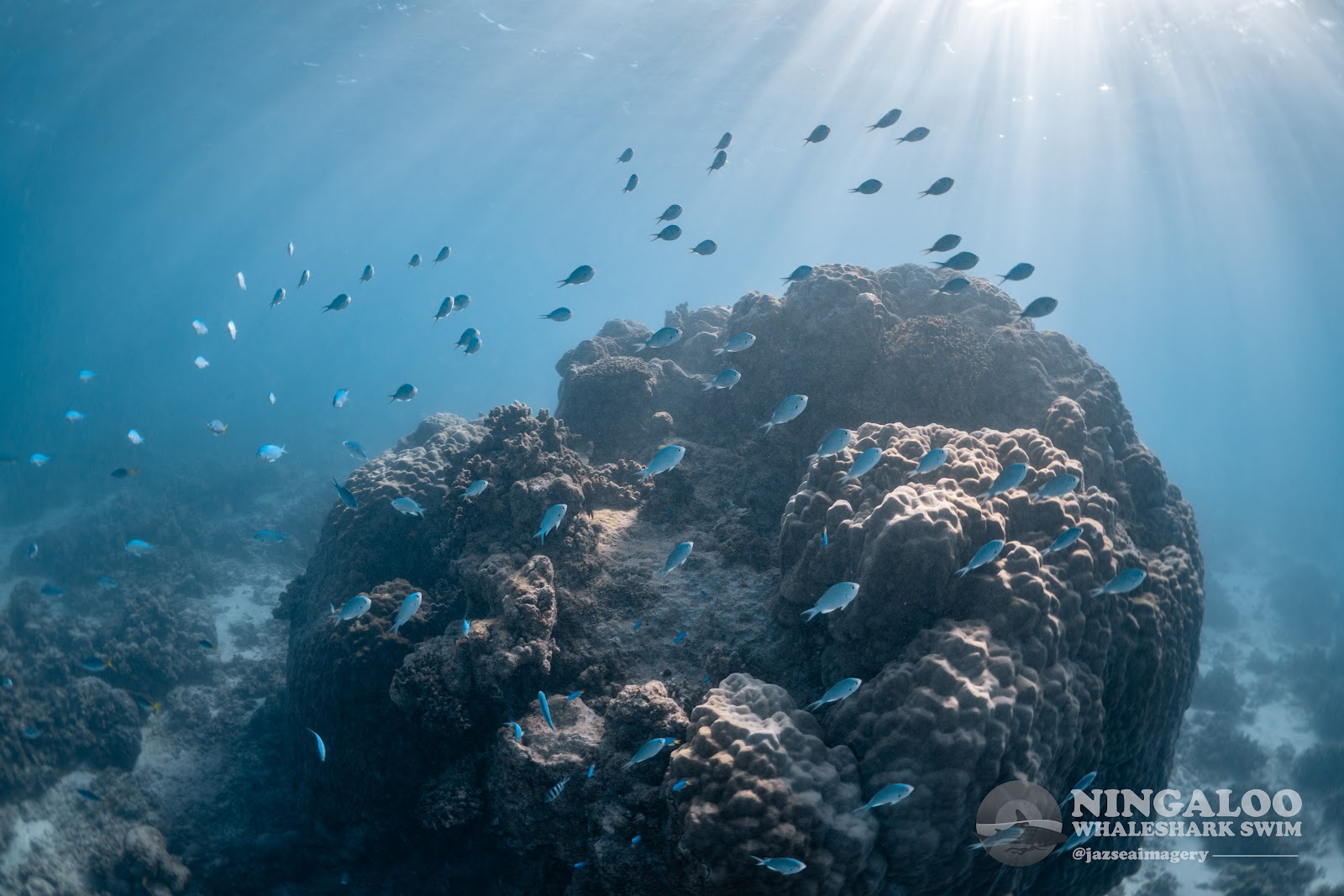 The Bottom Line on Whale Shark Swimming at Ningaloo