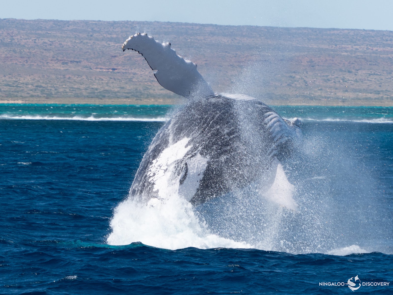 Ningaloo Discovery