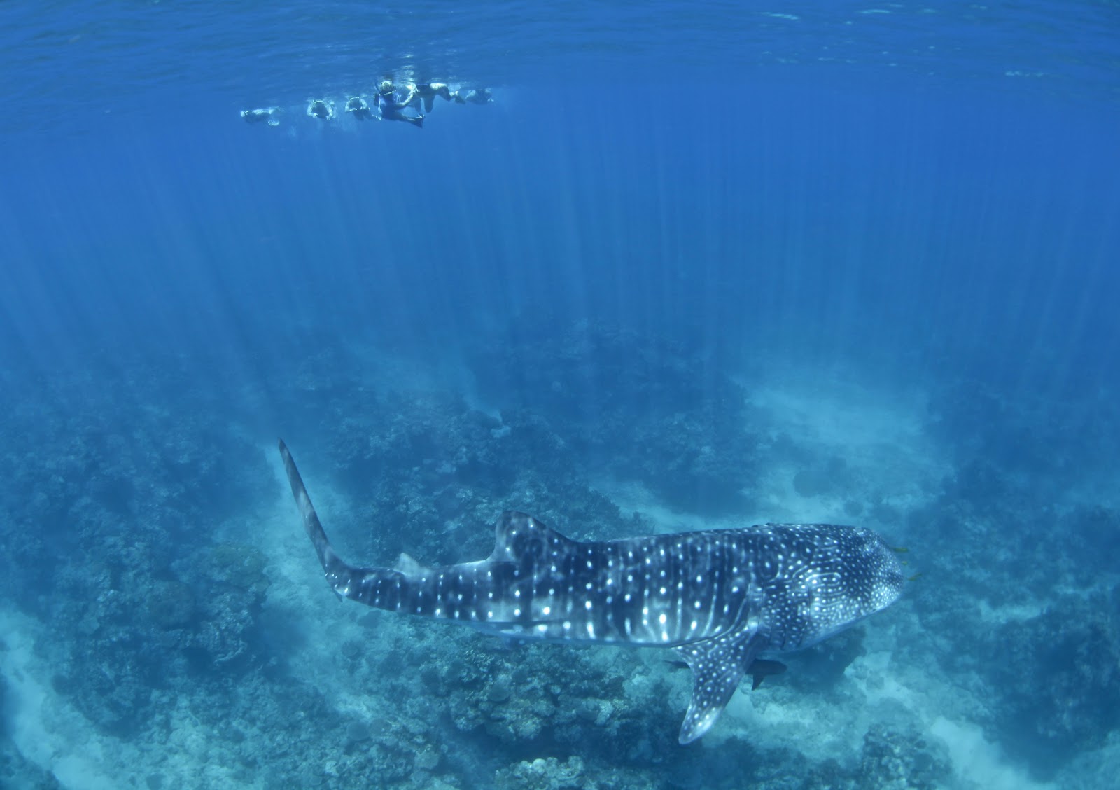 Three Islands Whale Shark Dive