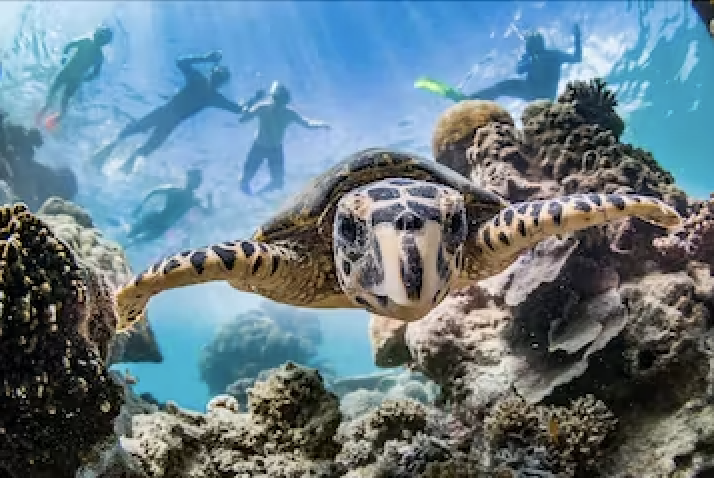 Live Ningaloo