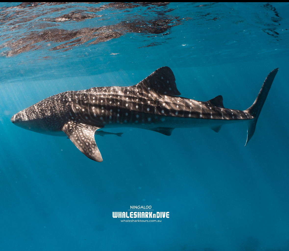 Exmouth Dive & Whalesharks Ningaloo
