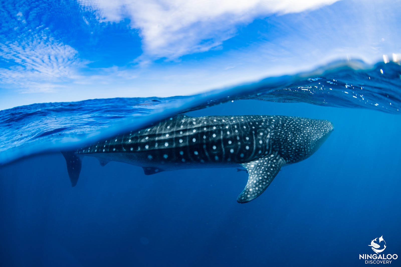 How a Whale Shark Day Works
