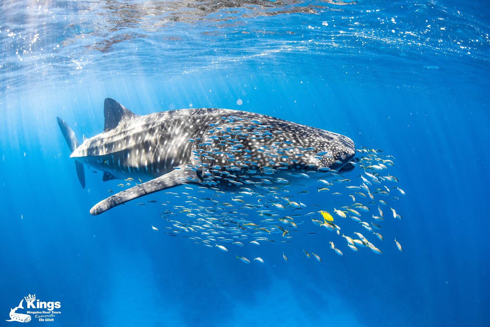 Manta ray and whale tours — age suitability guide