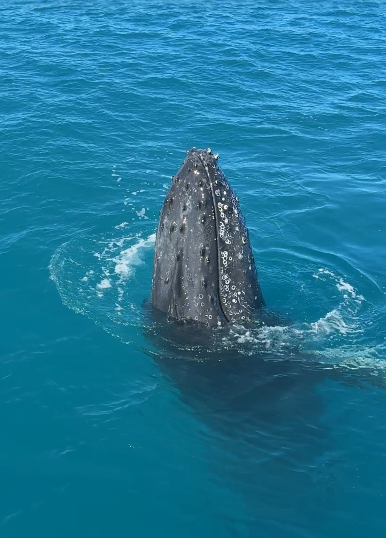 What to Know Before Whale Watching in Broome