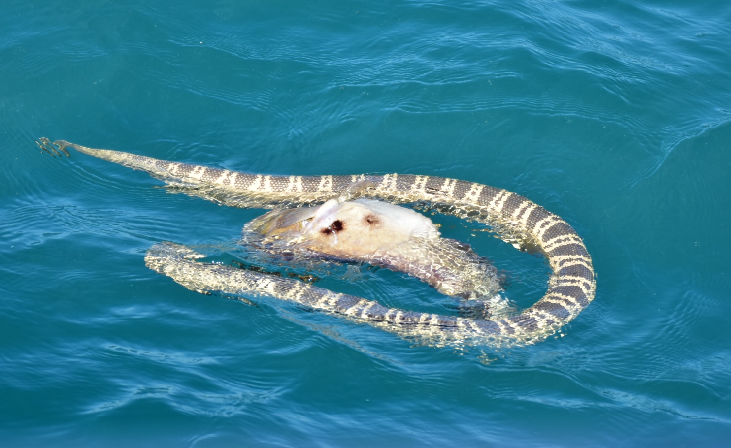 Humpback whale boat tours — offshore Broome