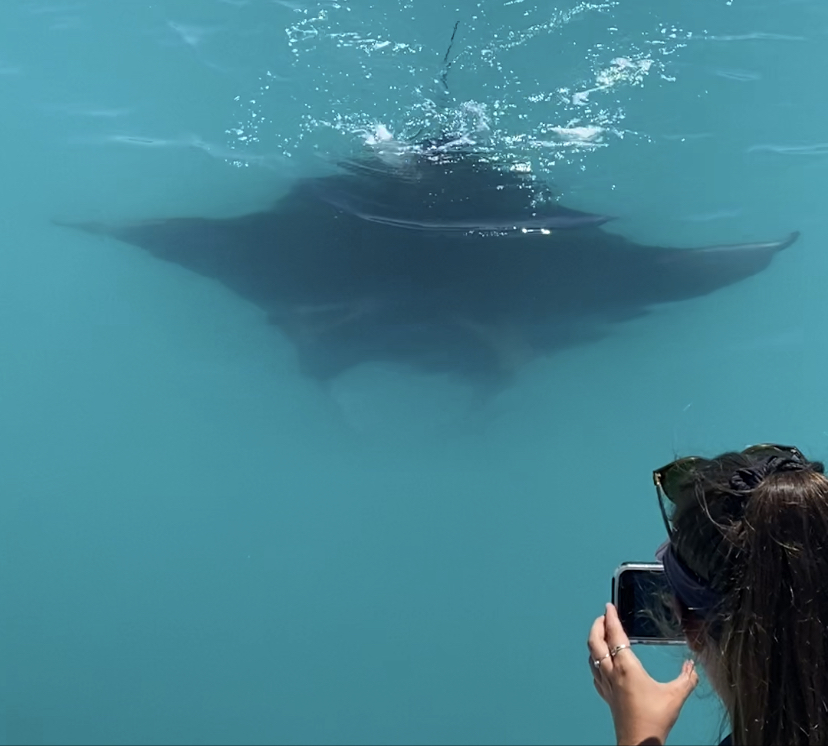 Scenic flights — aerial whale watching