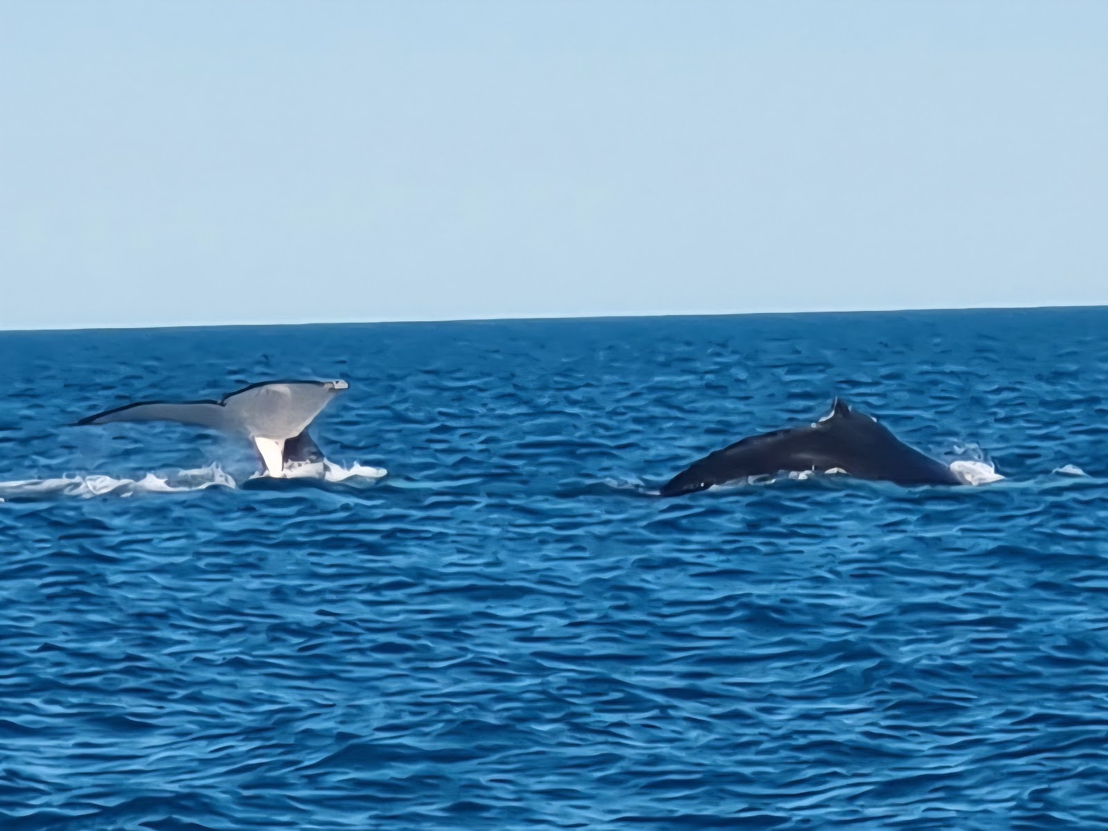 Australian Snubfin Dolphins — The Species Broome Has and Everywhere Else Doesn't