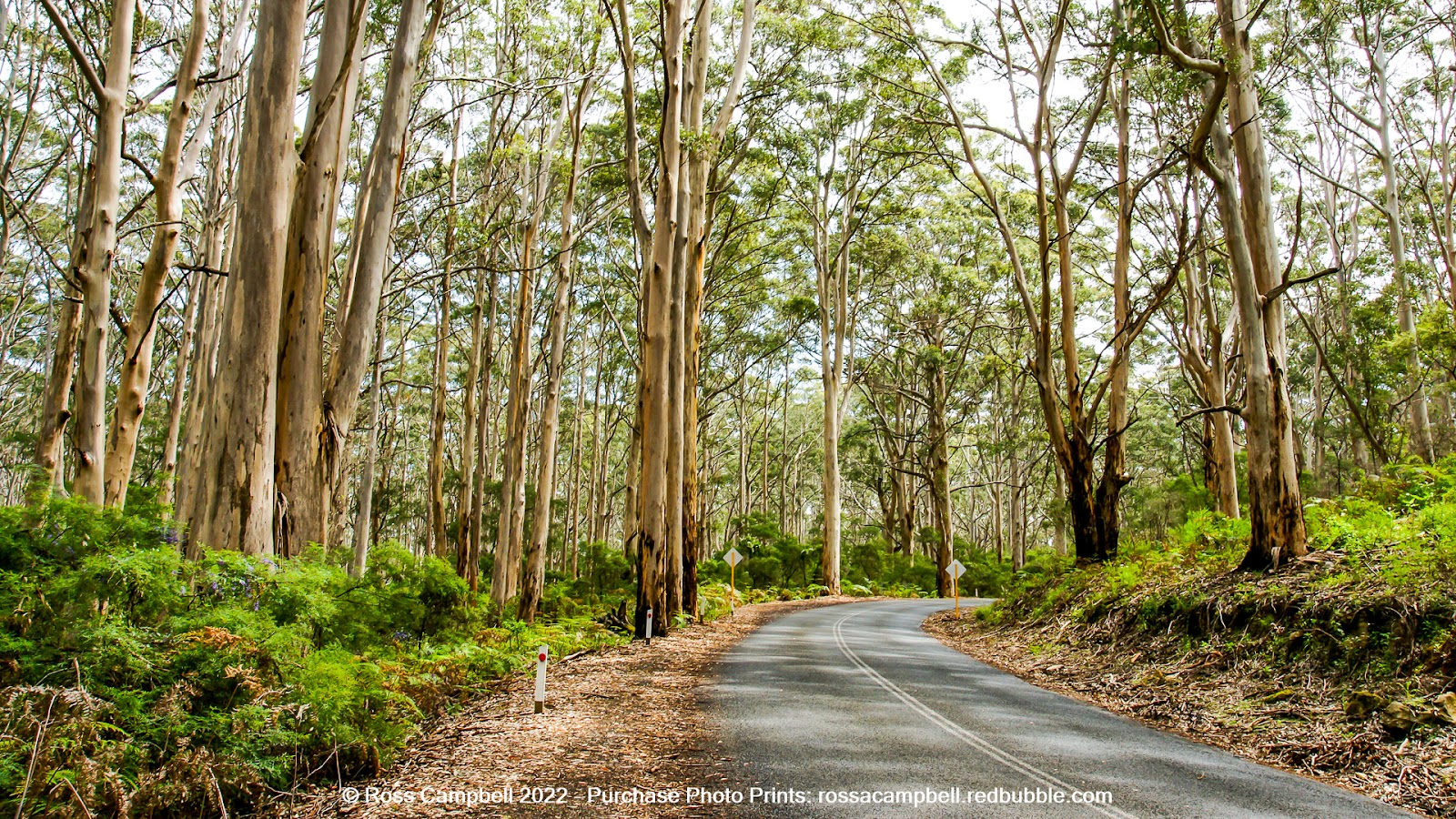 Why the Free Version of Margaret River Is Also the Best Version