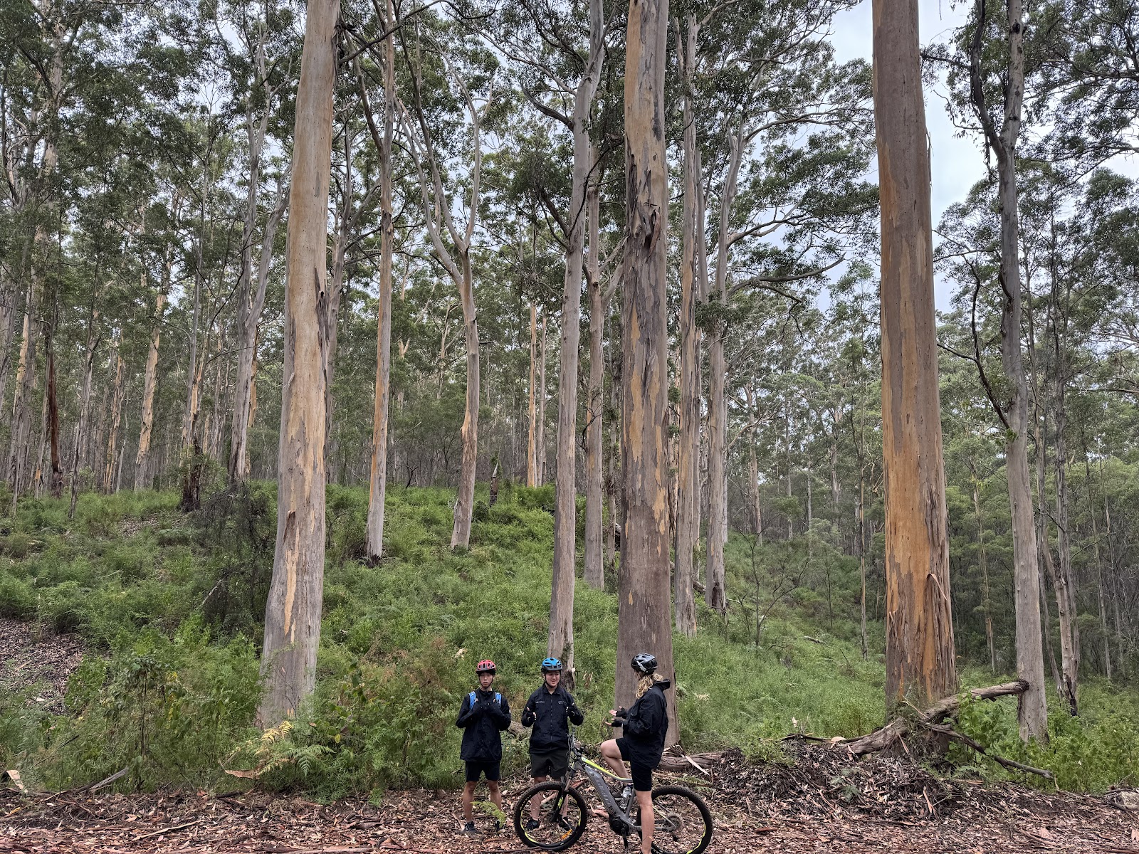 Boranup Forest Drive — The Karri Grove at the South End