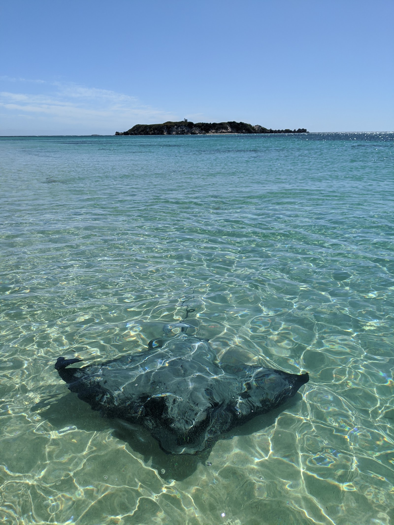 Hamelin Bay stingrays